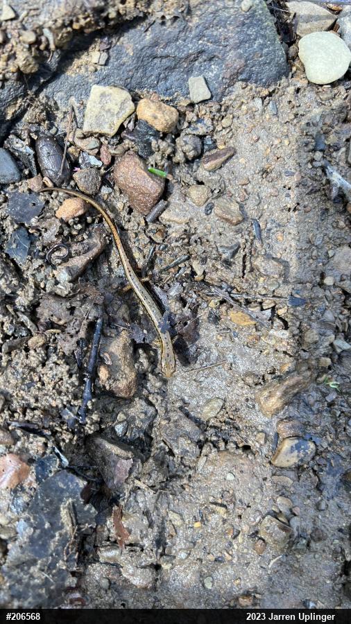 Northern Two-lined Salamander