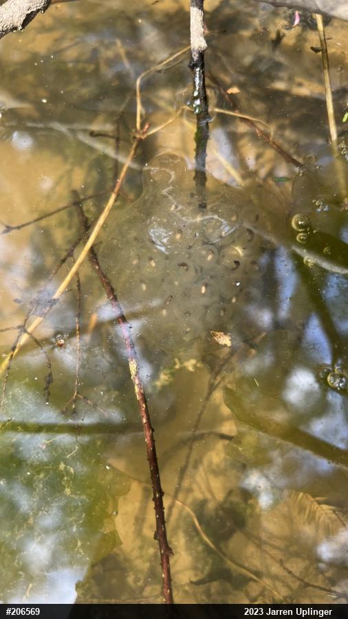 Spotted Salamander