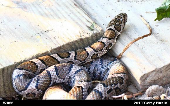 Eastern Milksnake