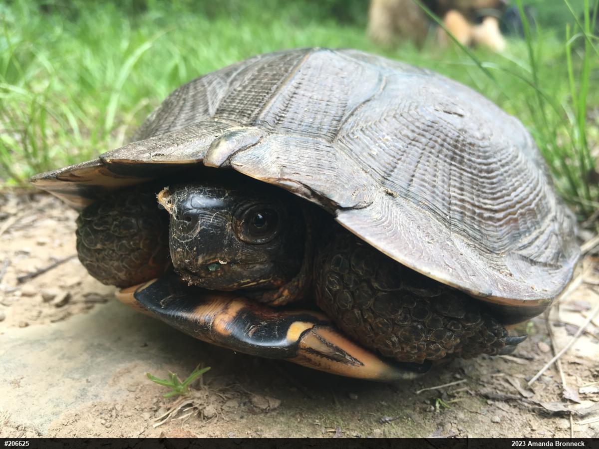 Wood Turtle