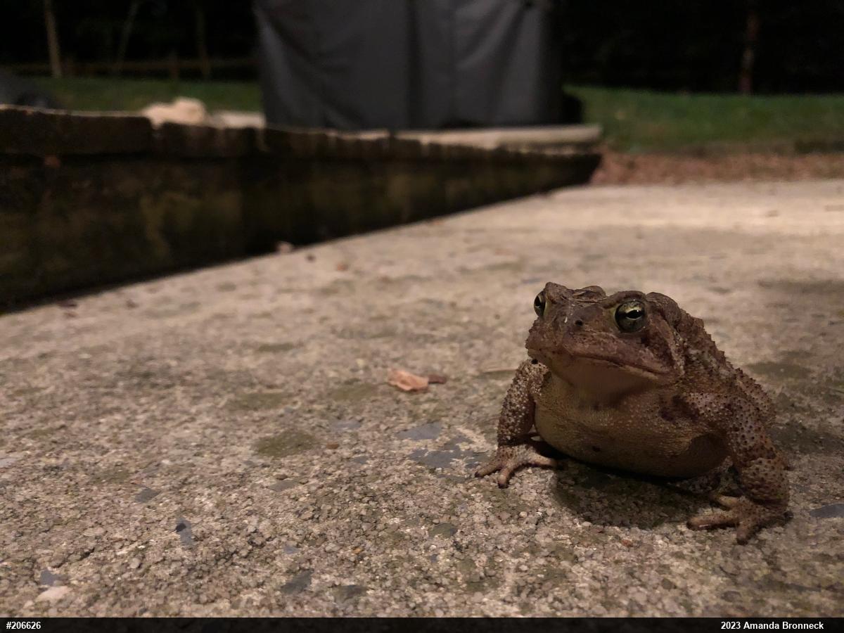 Eastern American Toad
