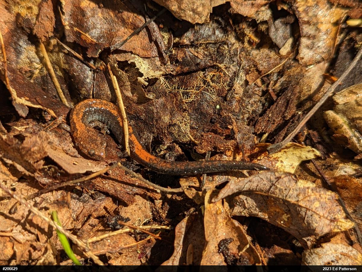 Eastern Red-backed  Salamander
