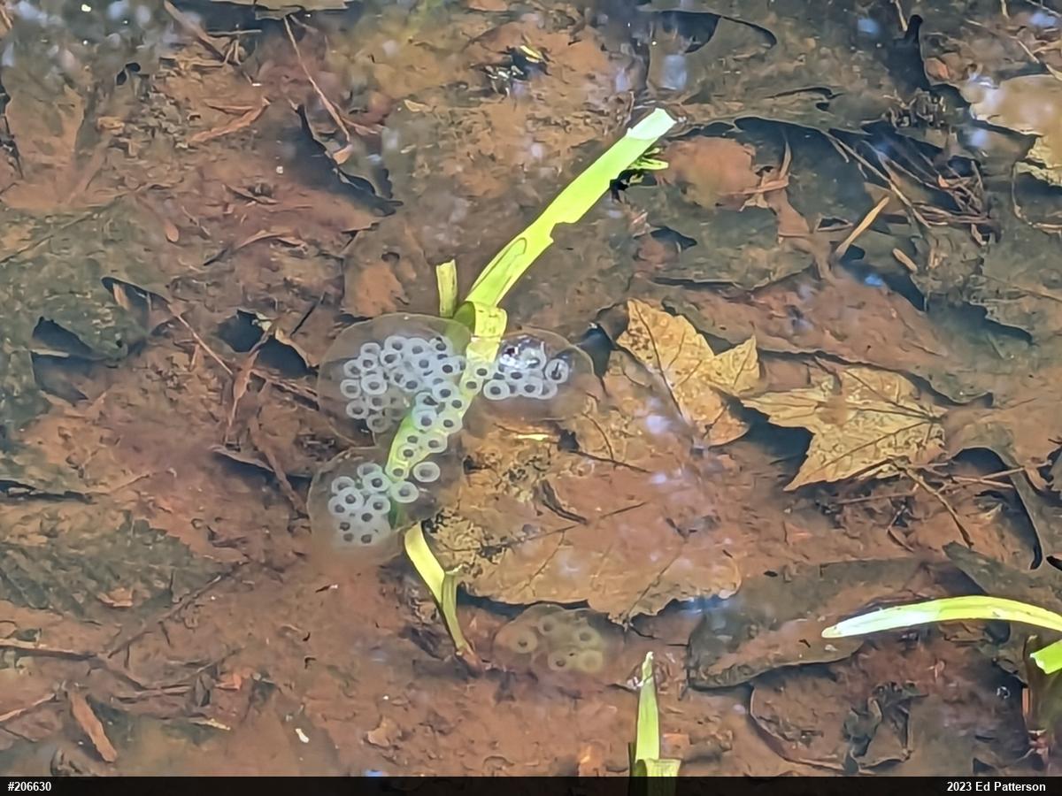 Spotted Salamander