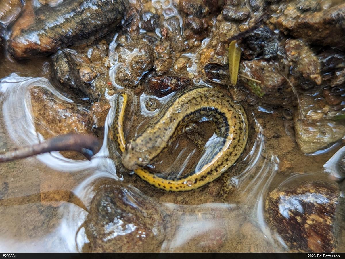 Northern Two-lined Salamander