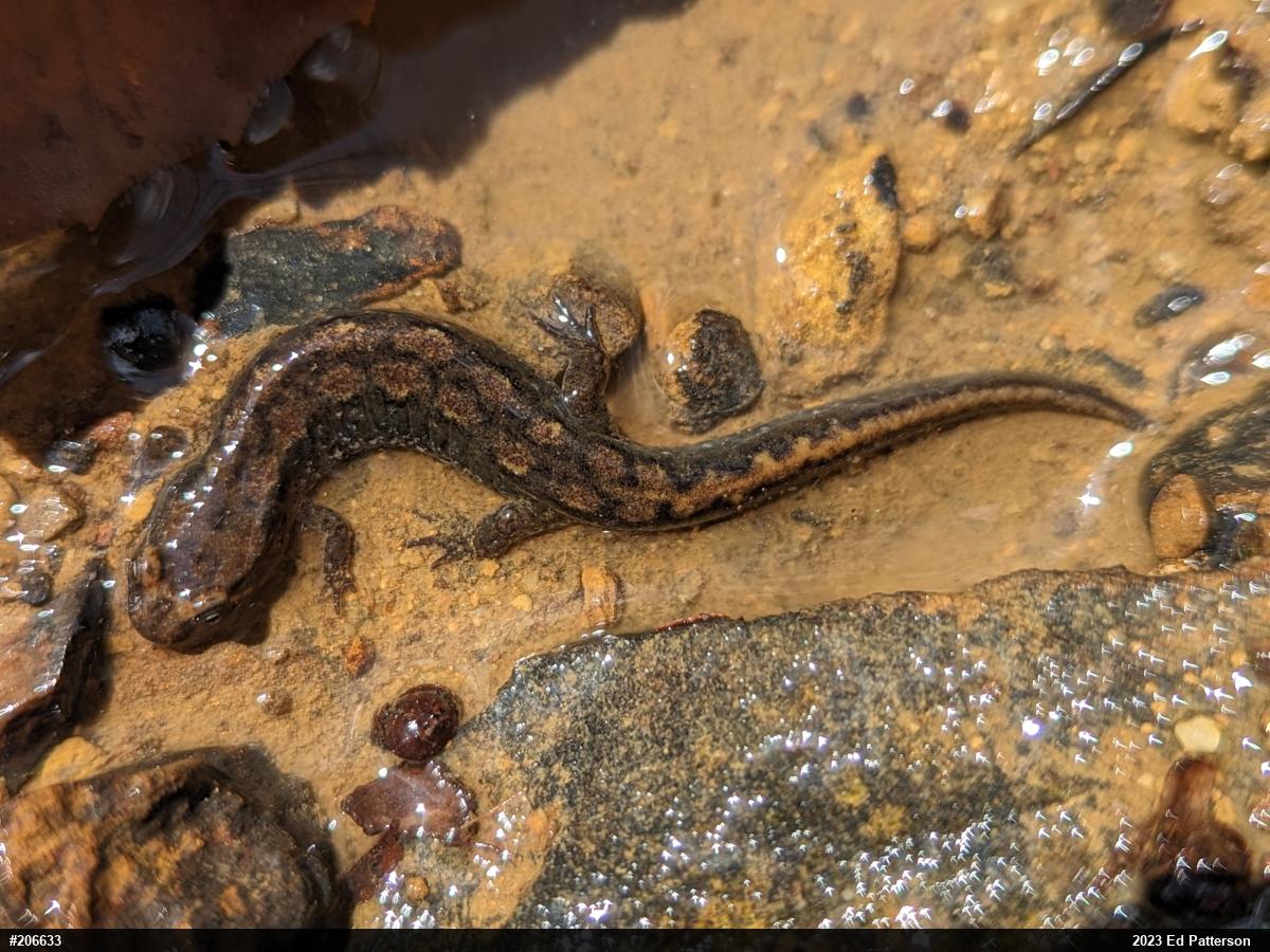 Northern Dusky Salamander