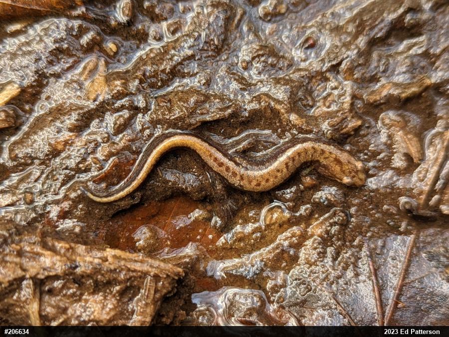Allegheny Mountain Dusky Salamander