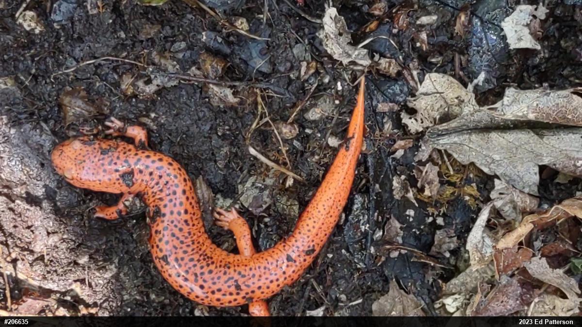 Northern Red Salamander
