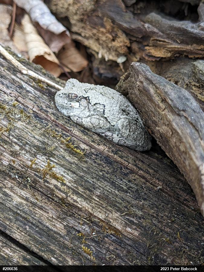 Unknown Gray Treefrog
