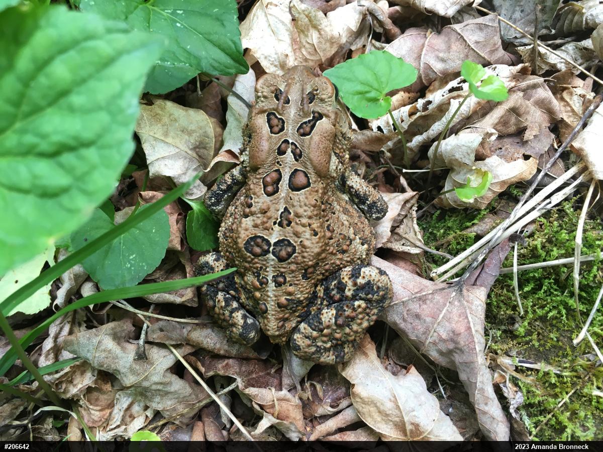 Eastern American Toad