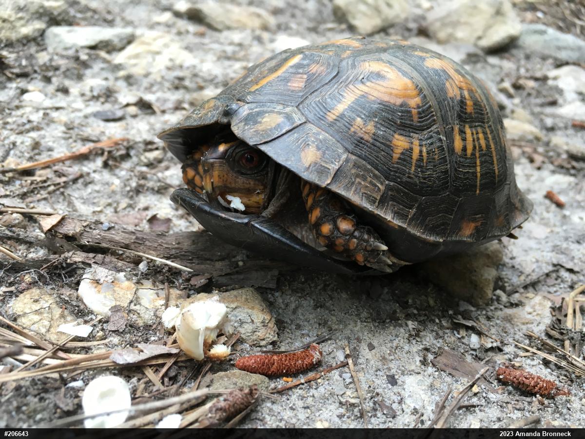 Eastern Box Turtle