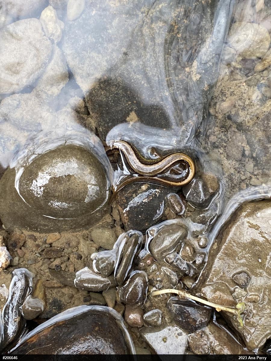 Northern Two-lined Salamander