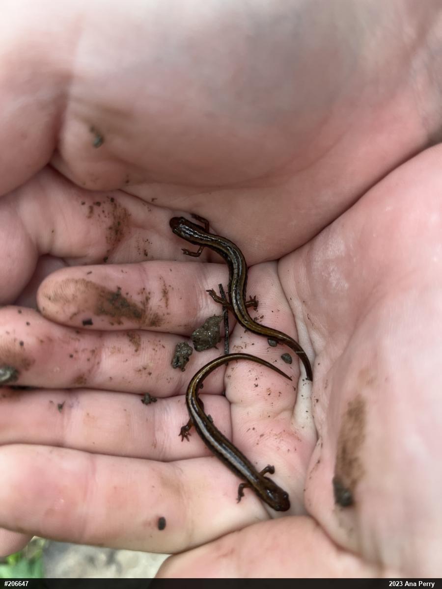 Northern Two-lined Salamander