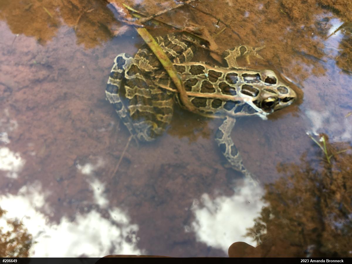 Pickerel Frog