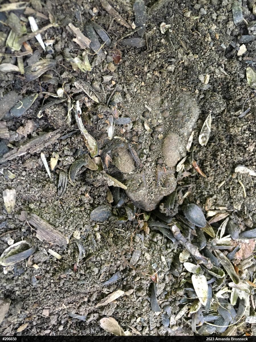 Eastern American Toad