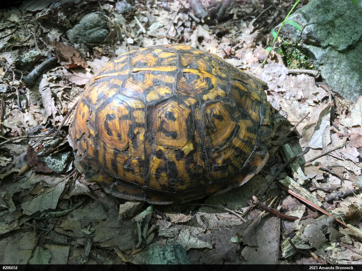 Eastern Box Turtle