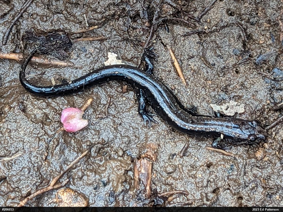 Allegheny Mountain Dusky Salamander