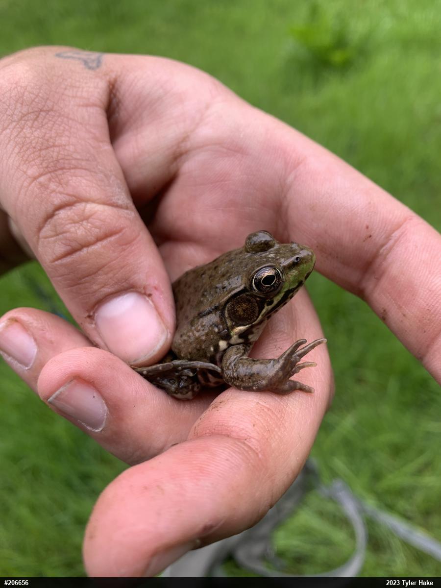 Green Frog