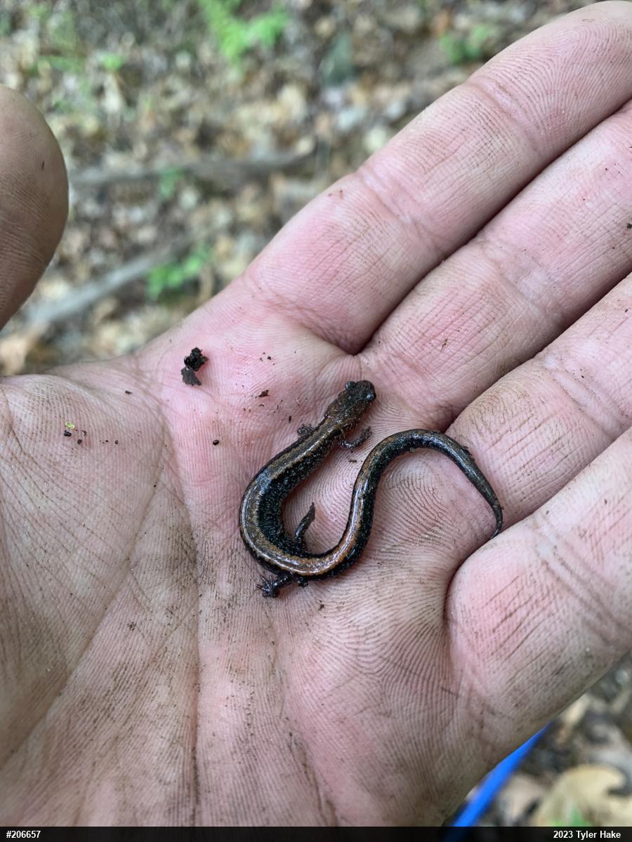 Eastern Red-backed  Salamander