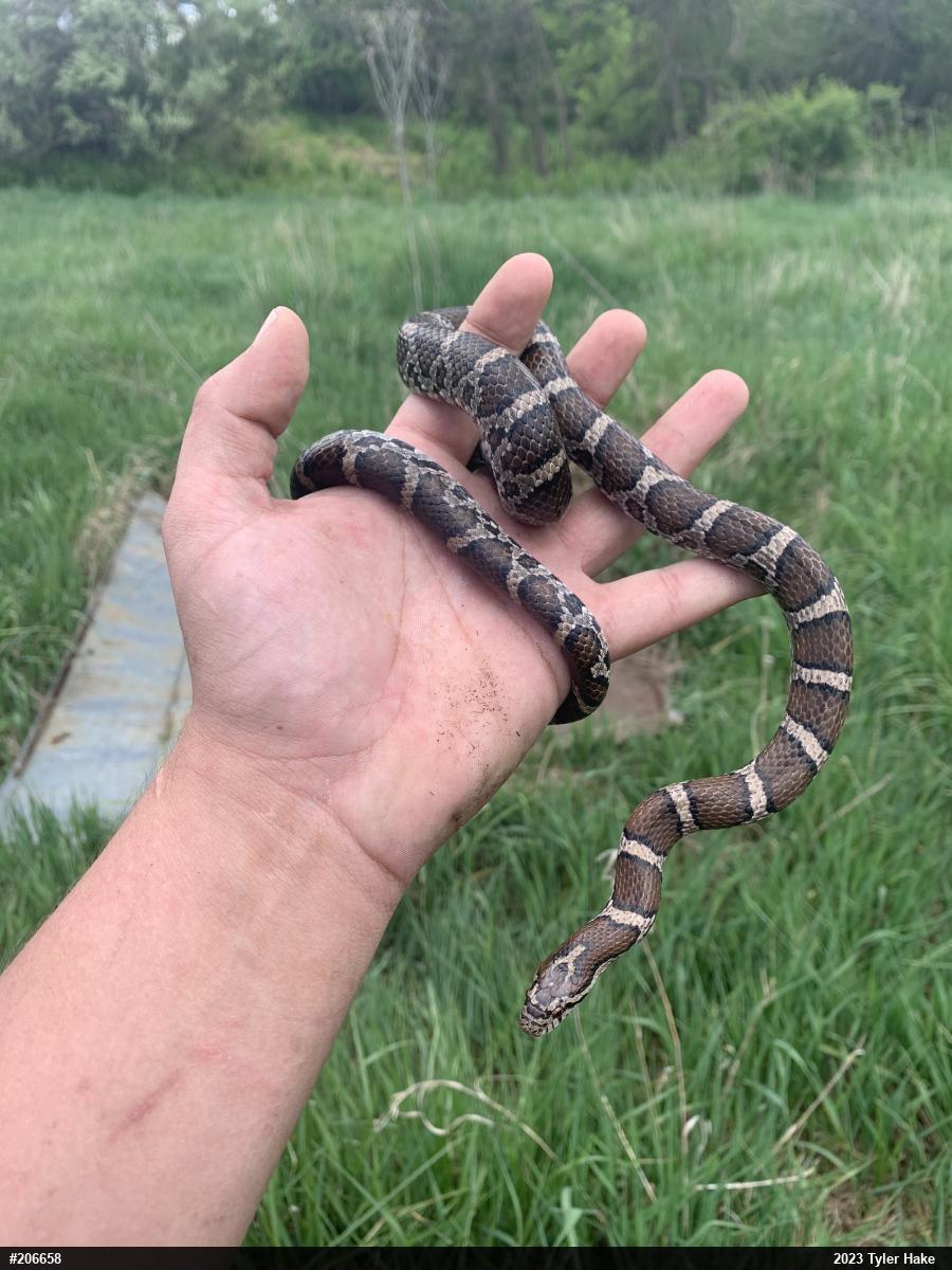 Eastern Milksnake