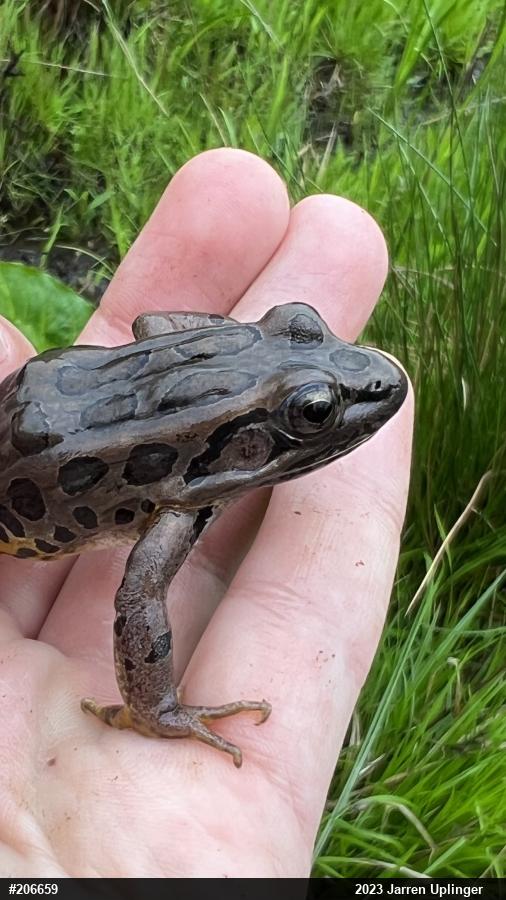 Pickerel Frog