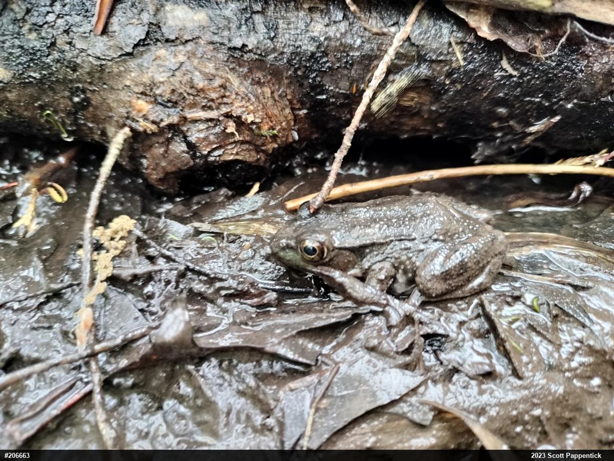 Green Frog