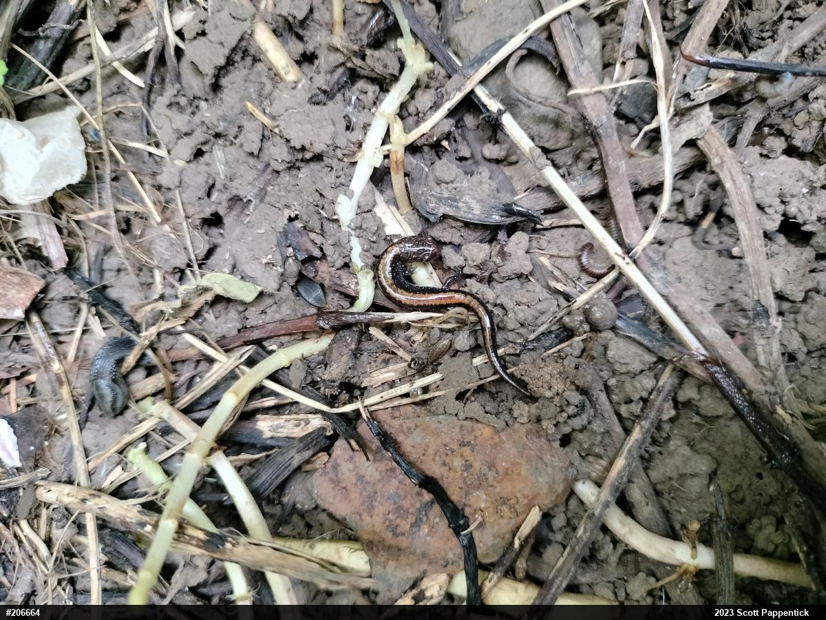 Eastern Red-backed  Salamander