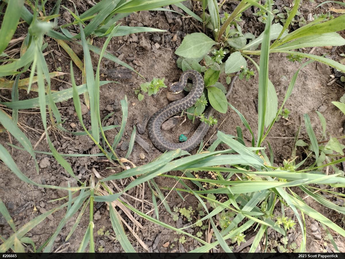 Eastern Gartersnake