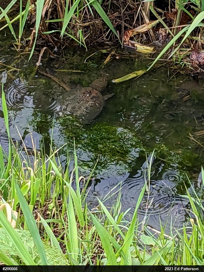 Snapping Turtle