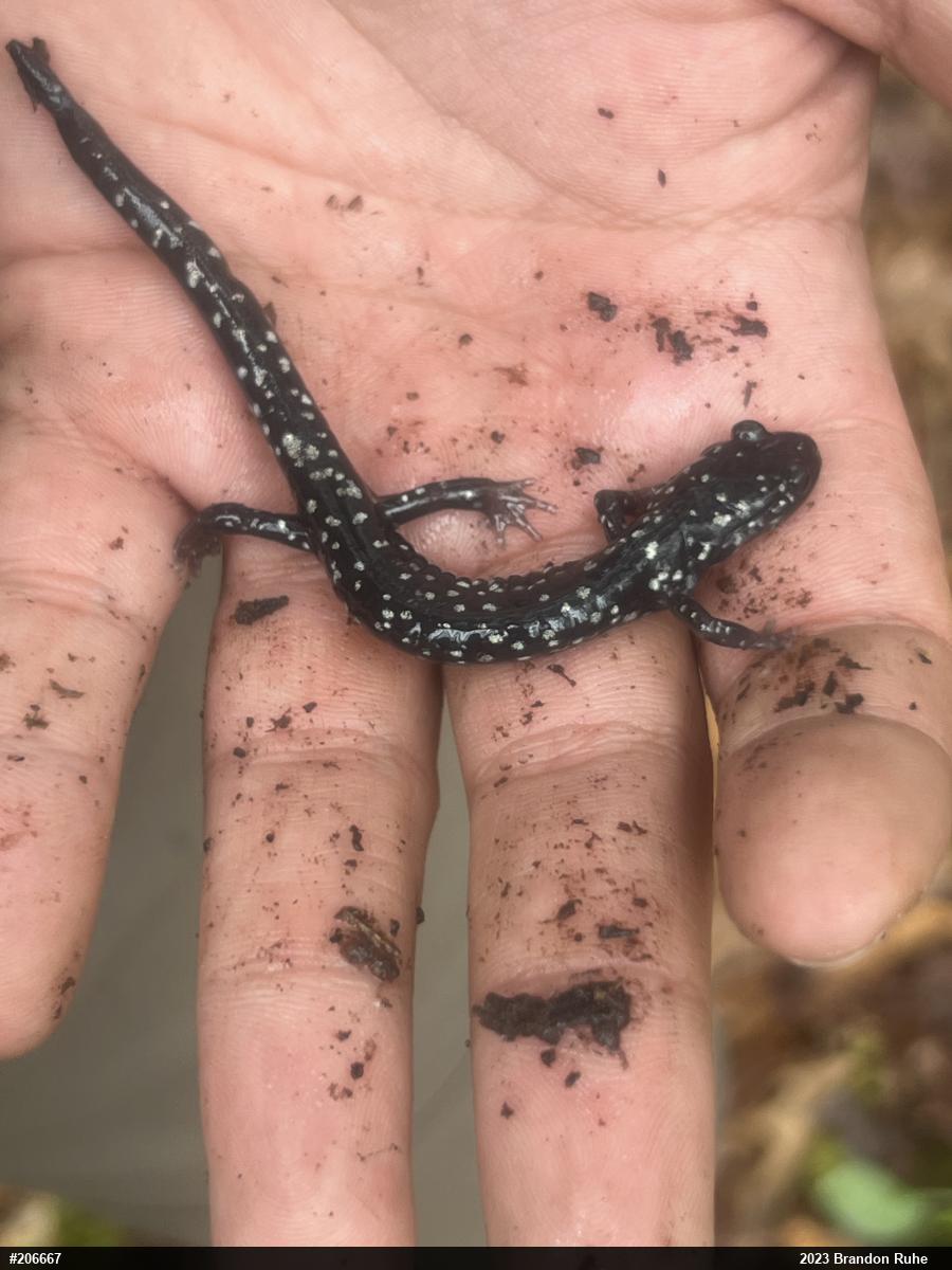 Northern Slimy Salamander