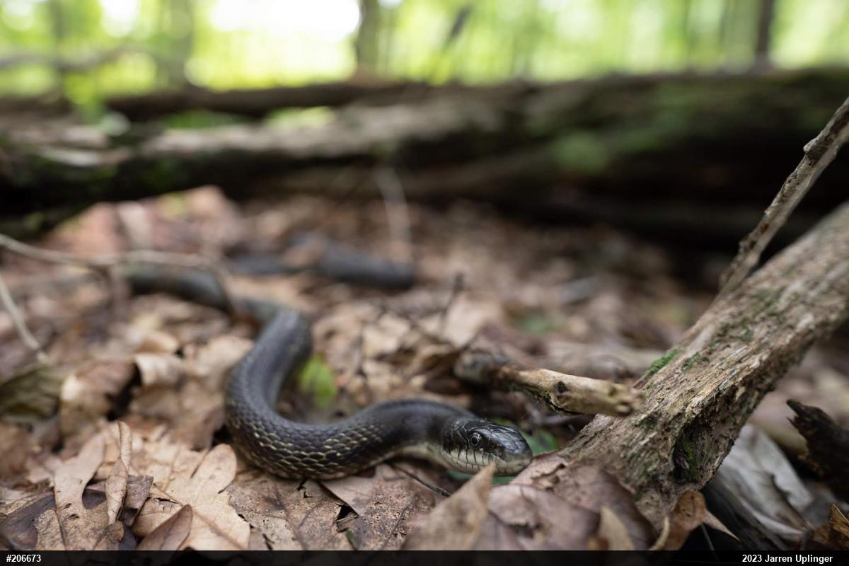 Eastern Ratsnake