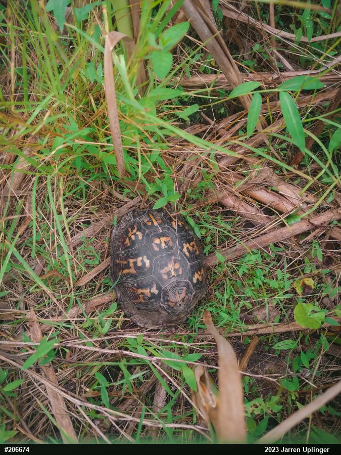 Eastern Box Turtle