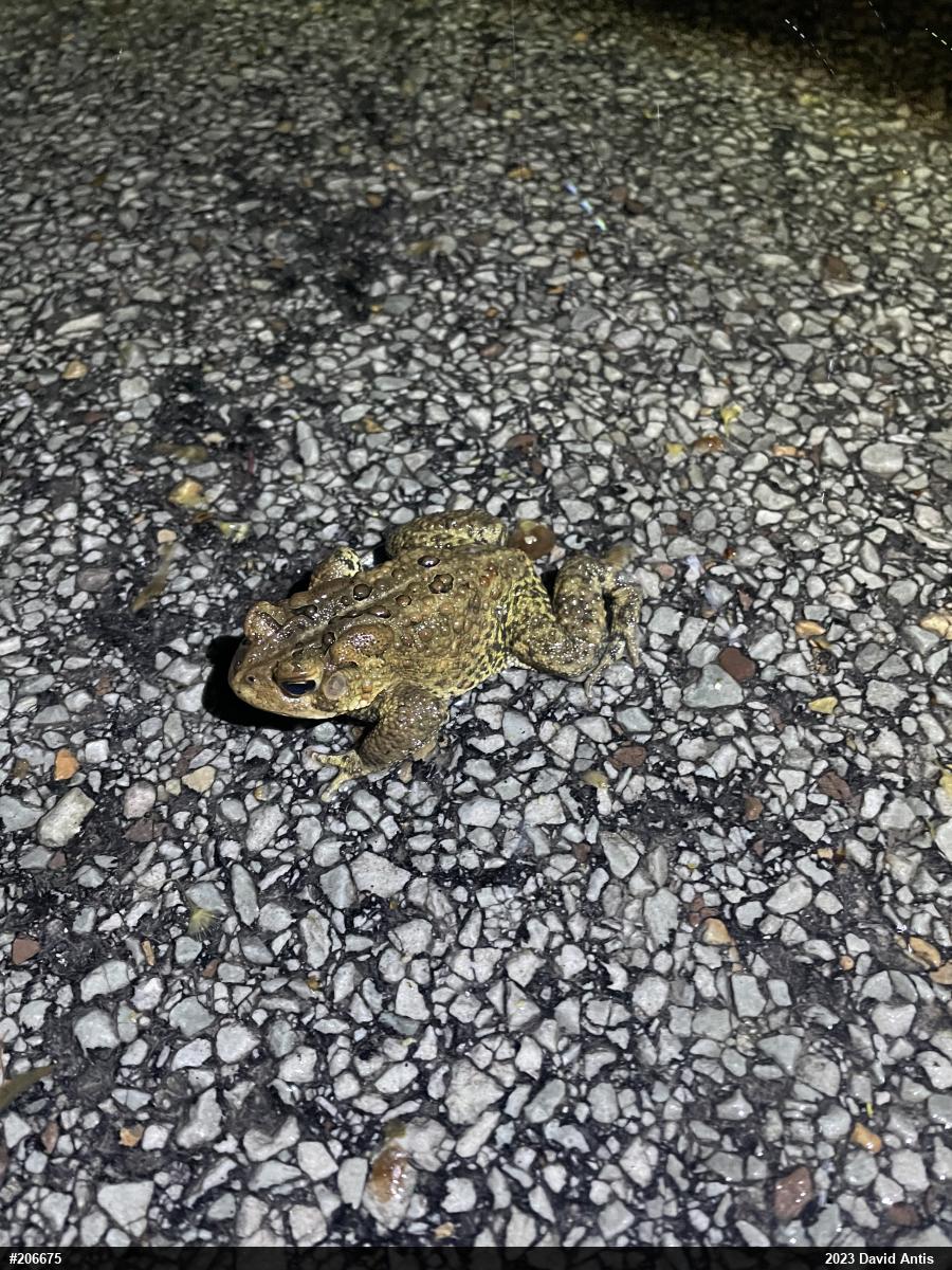 Eastern American Toad