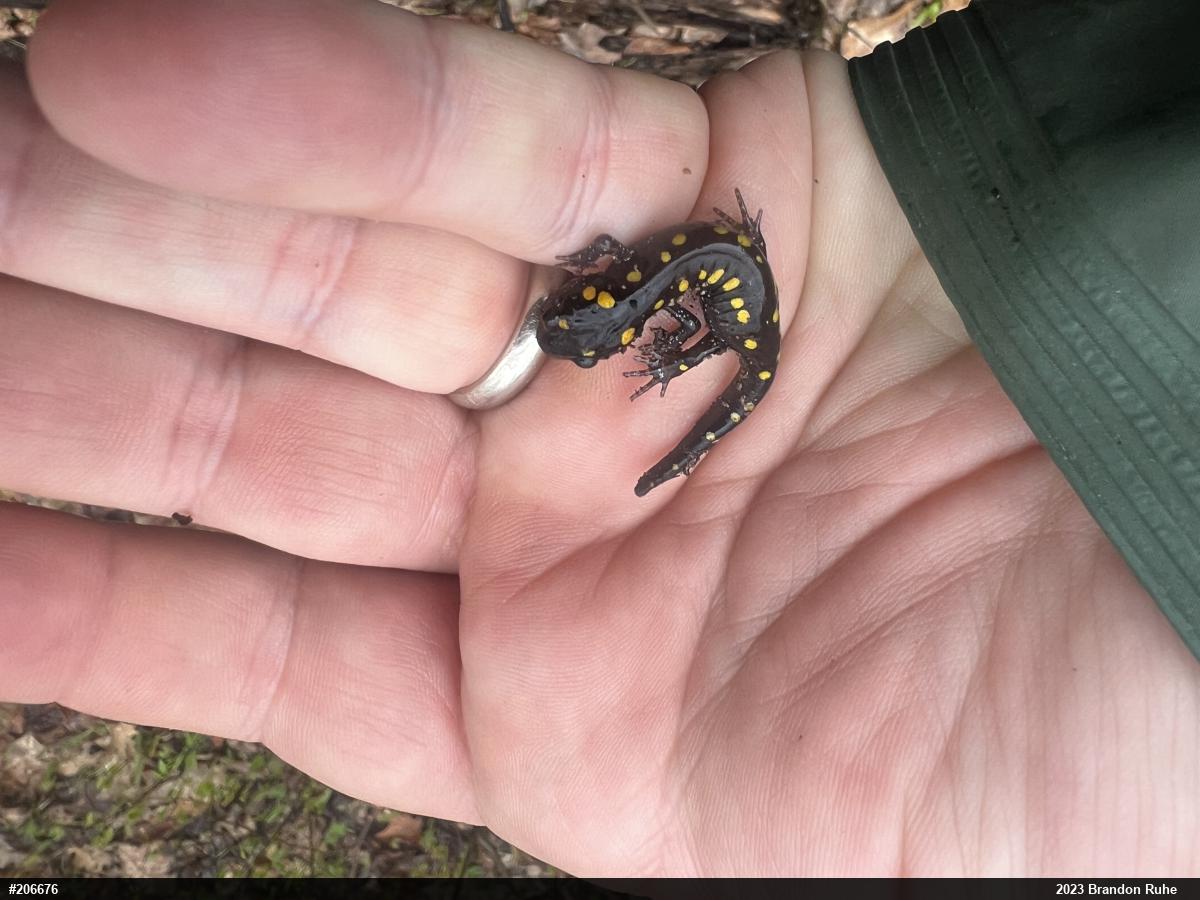 Spotted Salamander