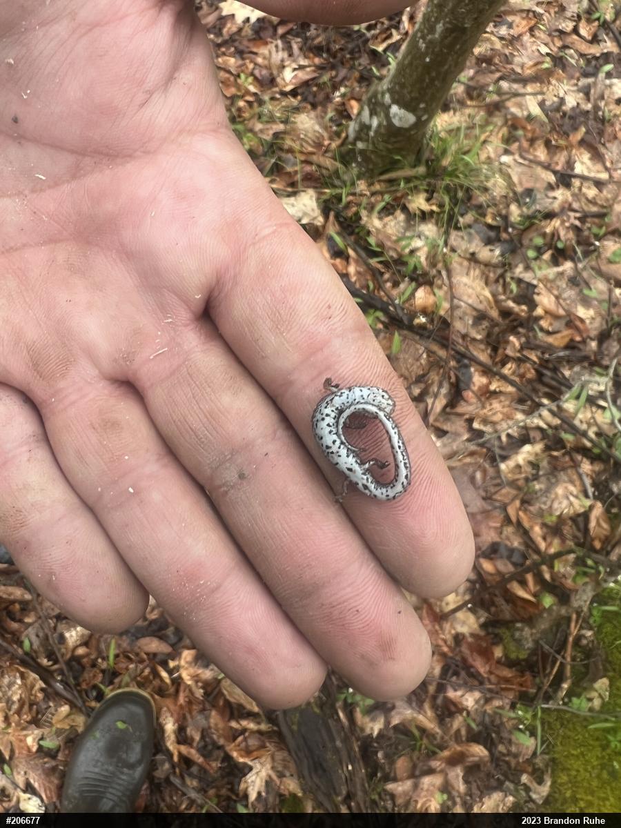 Four-toed Salamander