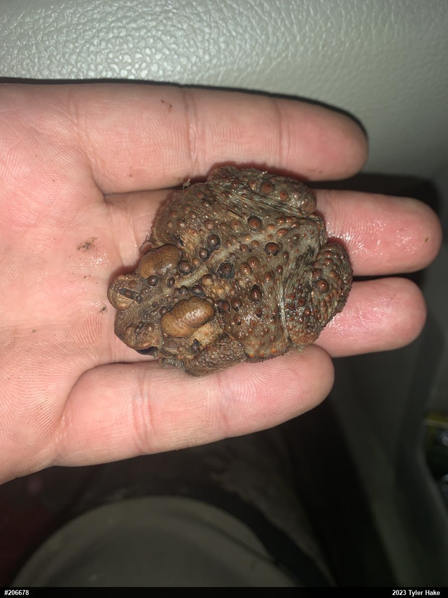 Eastern American Toad