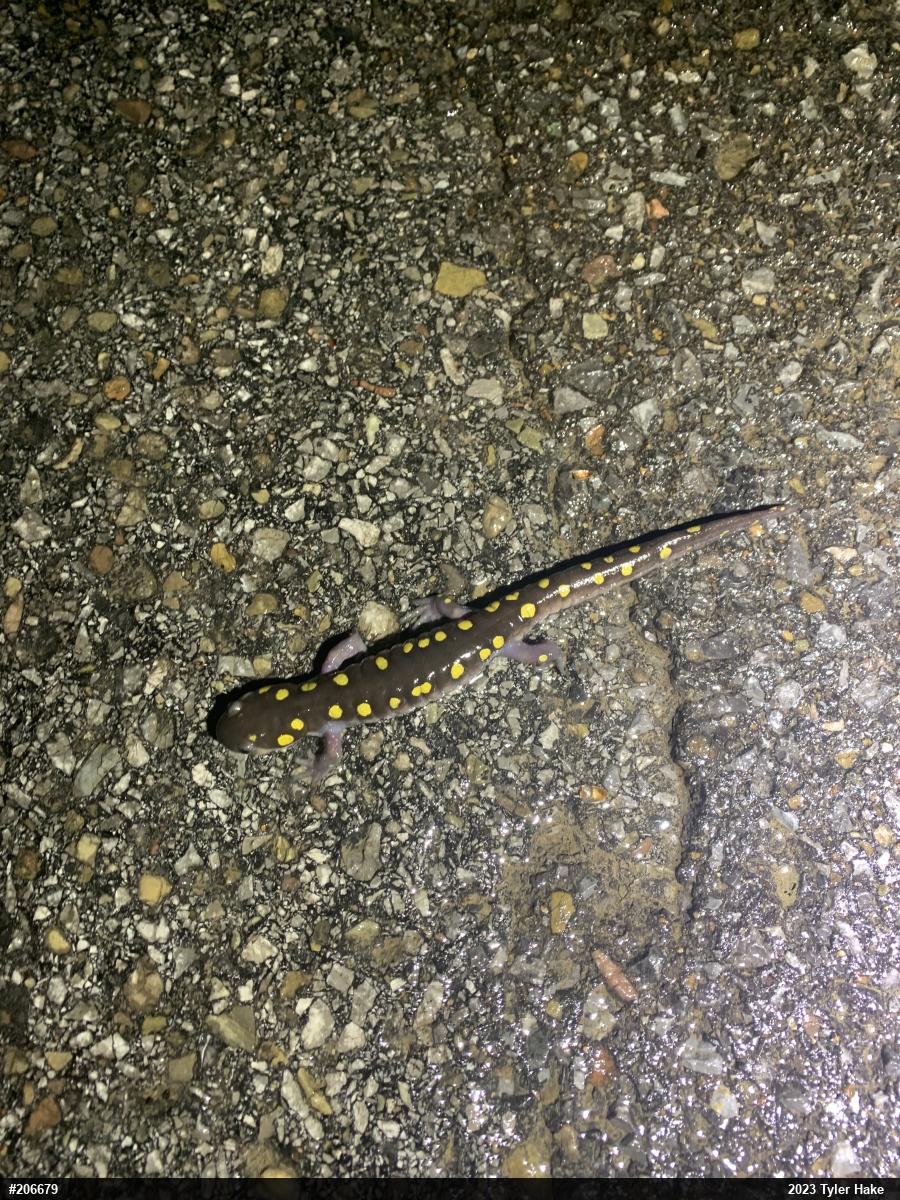 Spotted Salamander