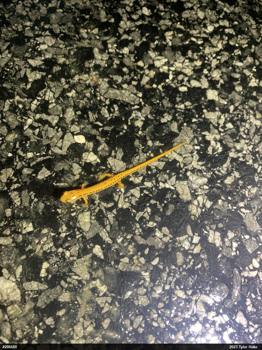 Eastern Long-tailed Salamander