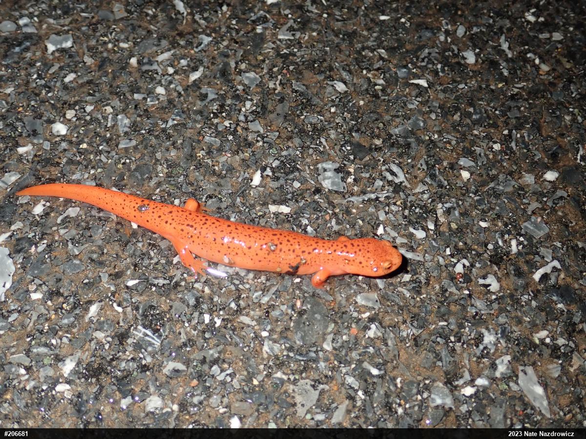 Northern Red Salamander