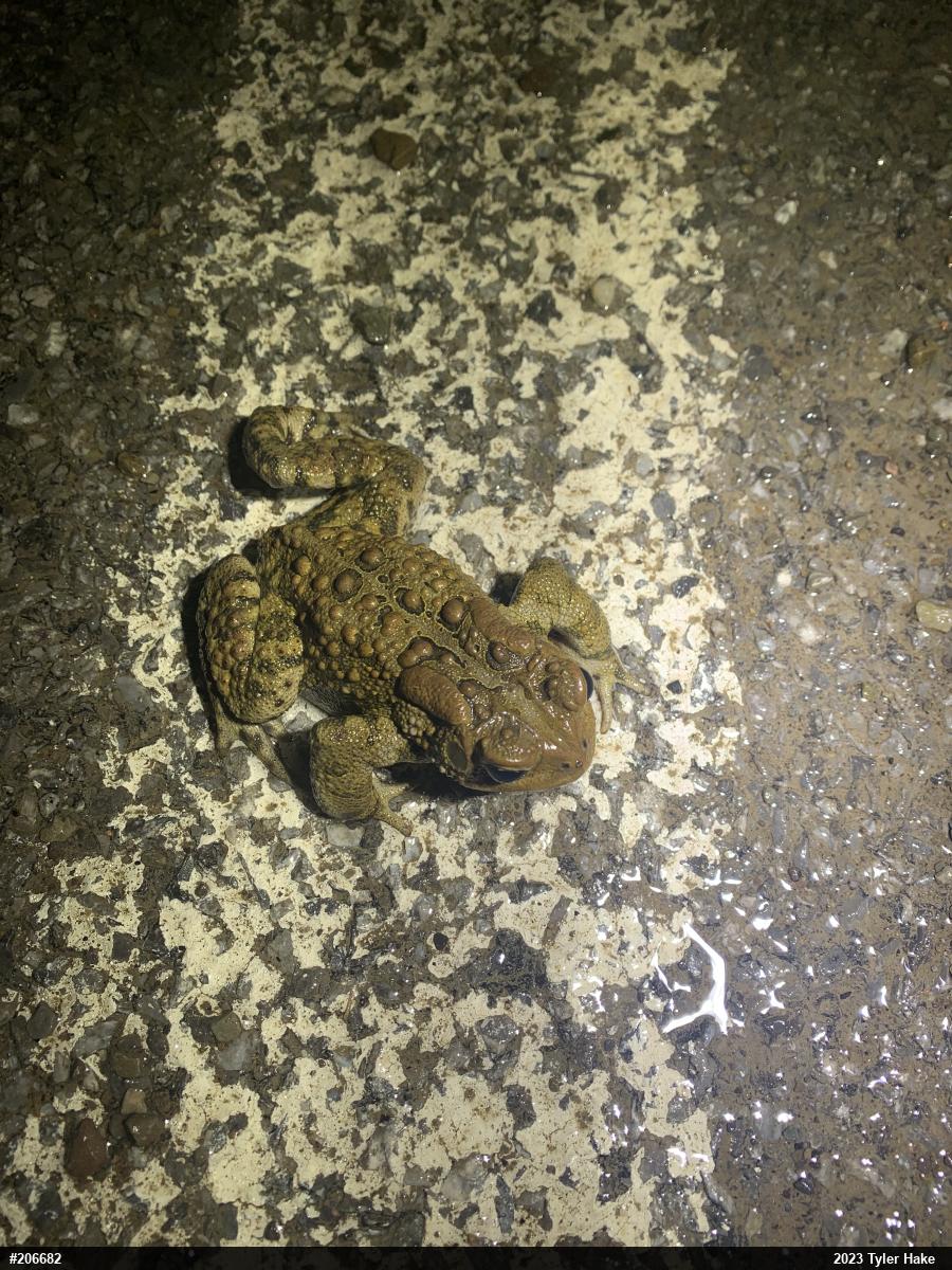 Eastern American Toad