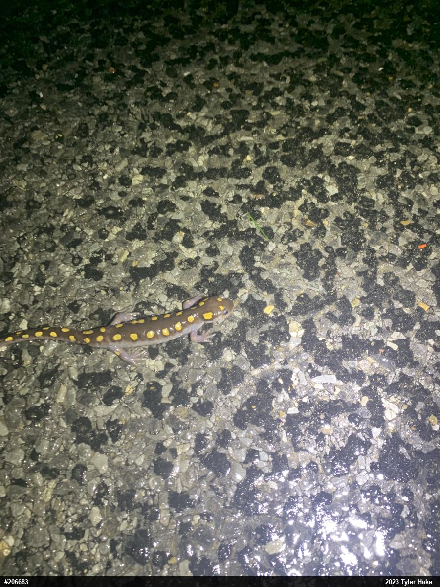Spotted Salamander