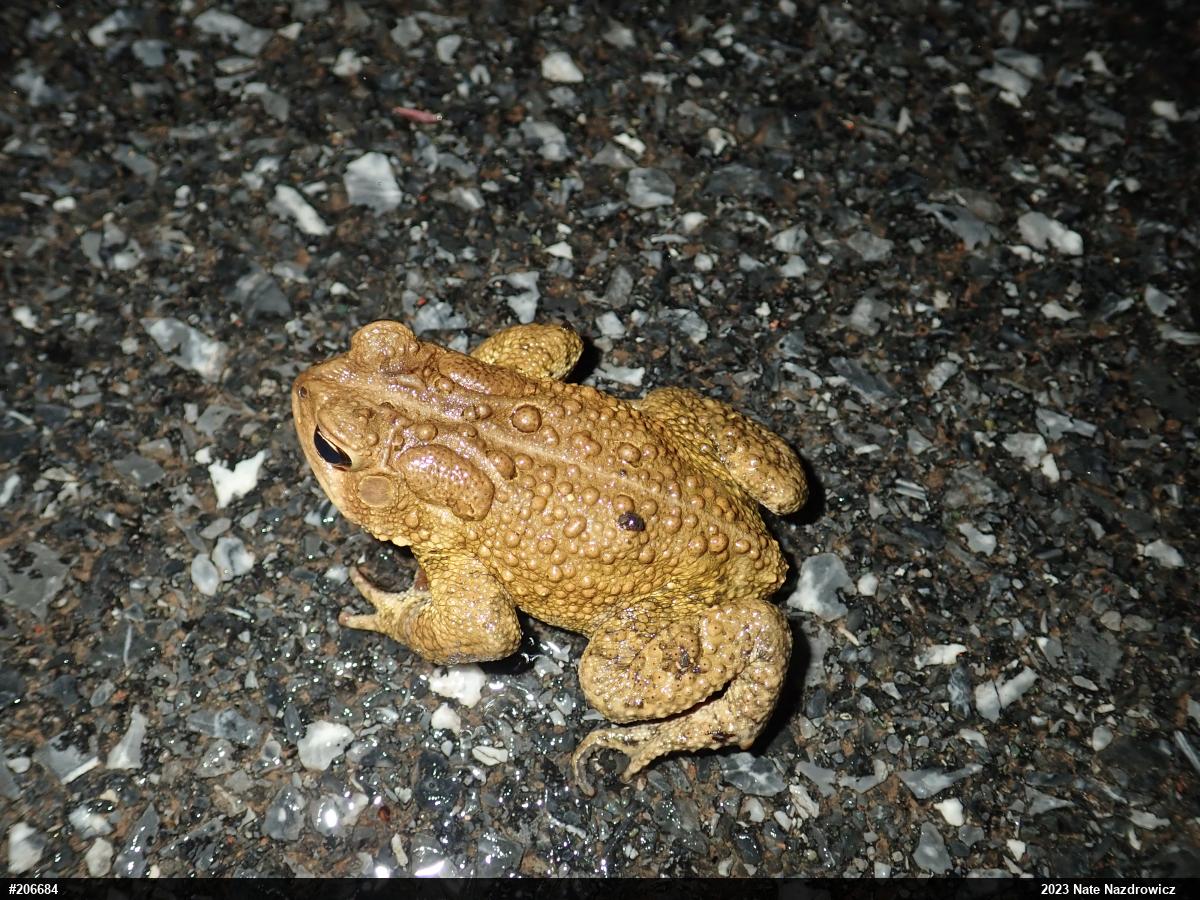 Eastern American Toad