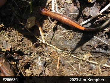 Eastern Red-backed  Salamander