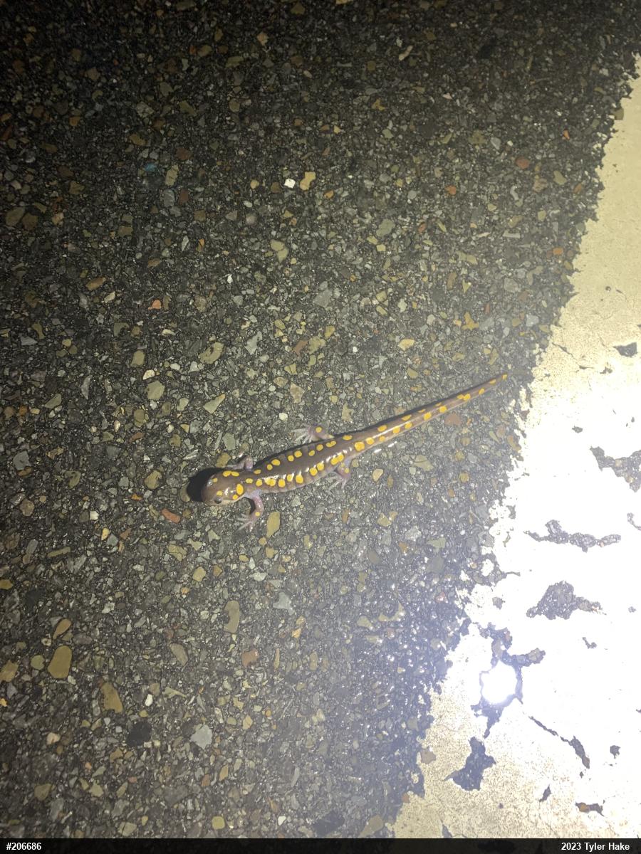 Spotted Salamander