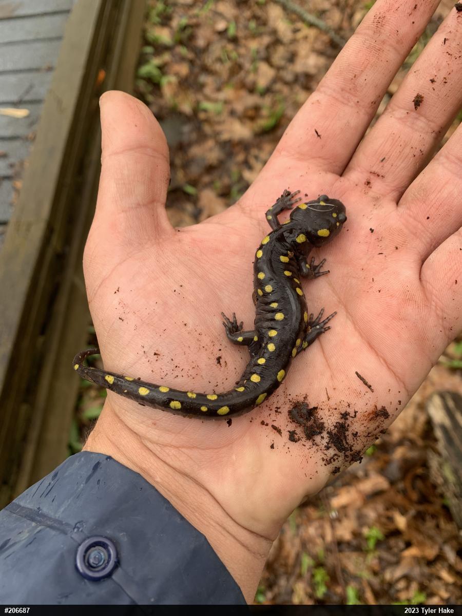 Spotted Salamander