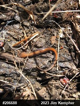 Eastern Red-backed  Salamander