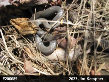 Northern Ring-necked Snake