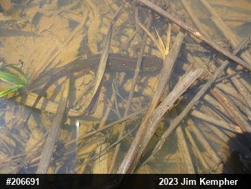 Red-spotted Newt