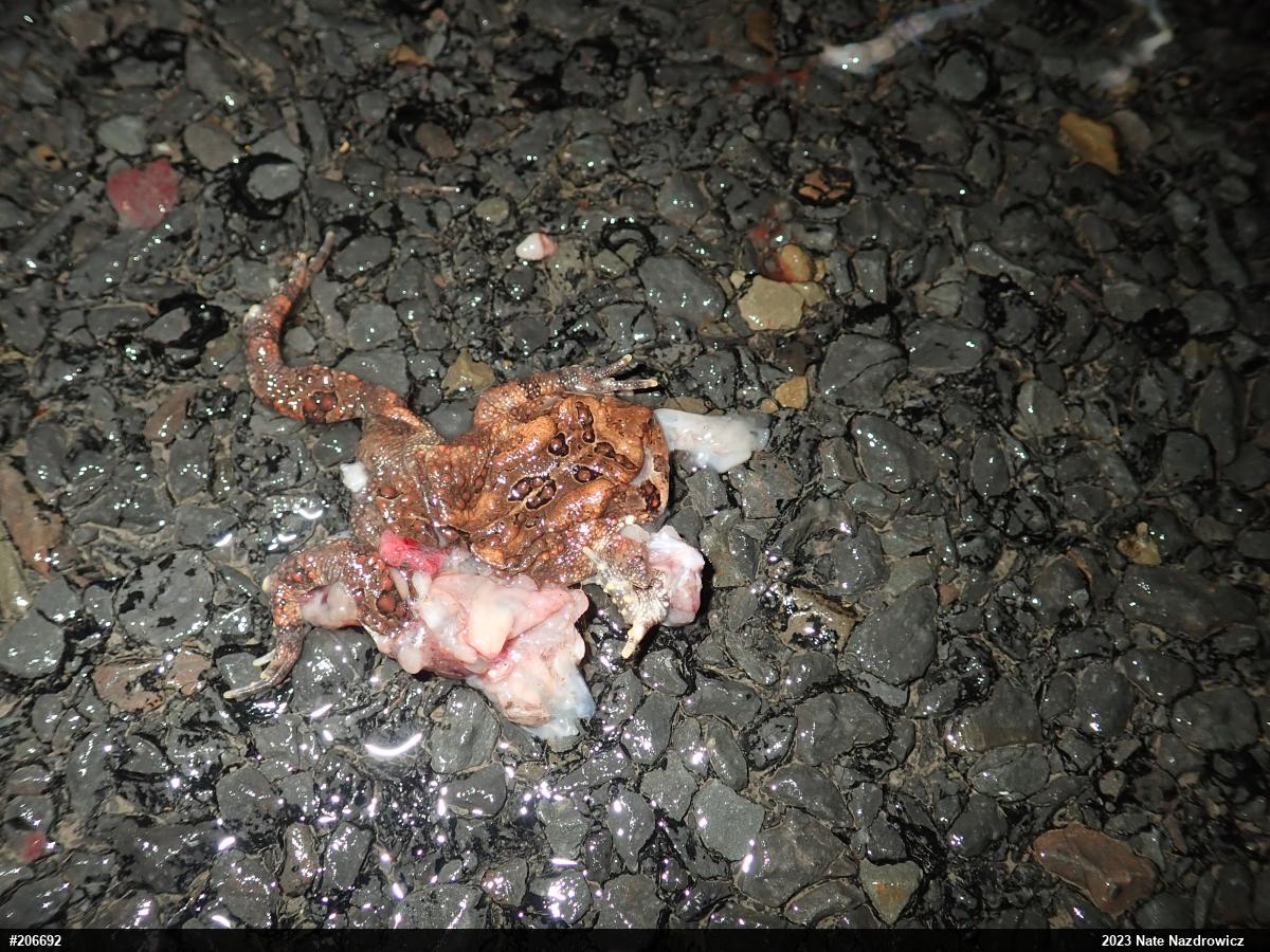 Eastern American Toad