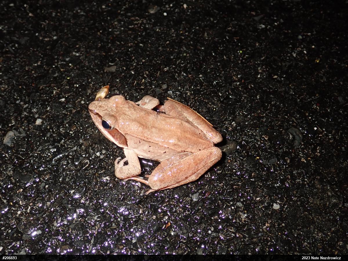Wood Frog