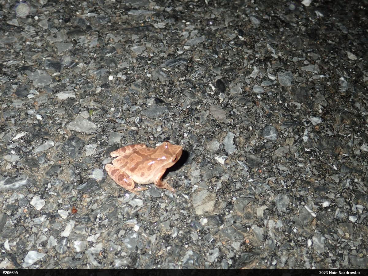Spring Peeper